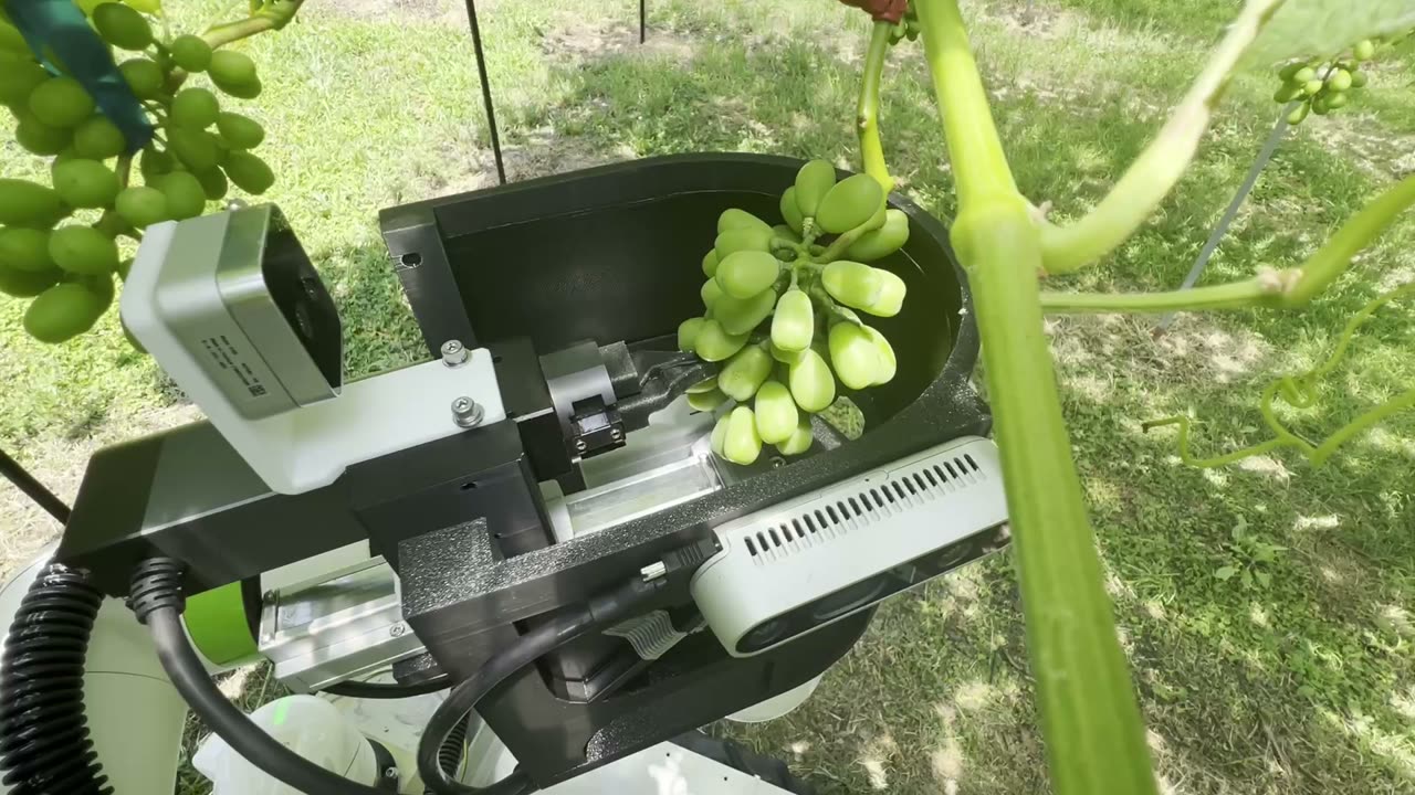 ぶどう摘粒ロボットが、ぶどう園で房の粒を摘み取っている様子